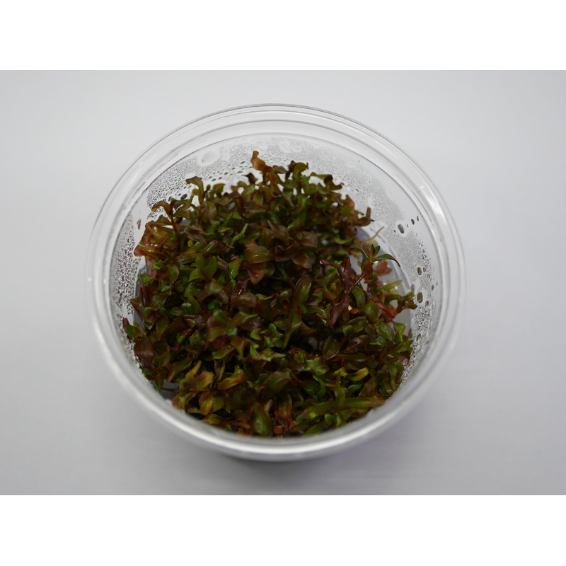 Oriental TC - Rotala macrandra