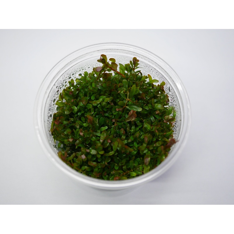 Oriental TC - Rotala 'Vietnam H'ra'