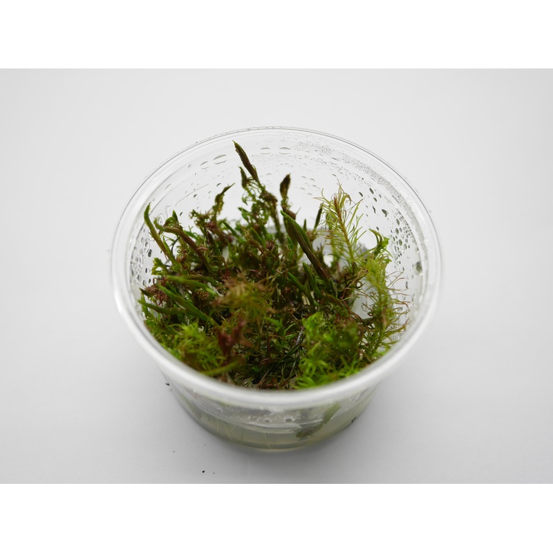 Oriental TC - Rotala wallichii