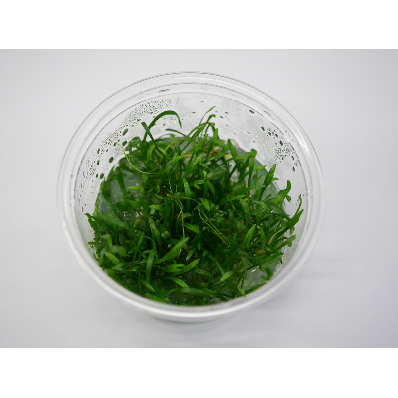 Oriental TC - Sagittaria subulata