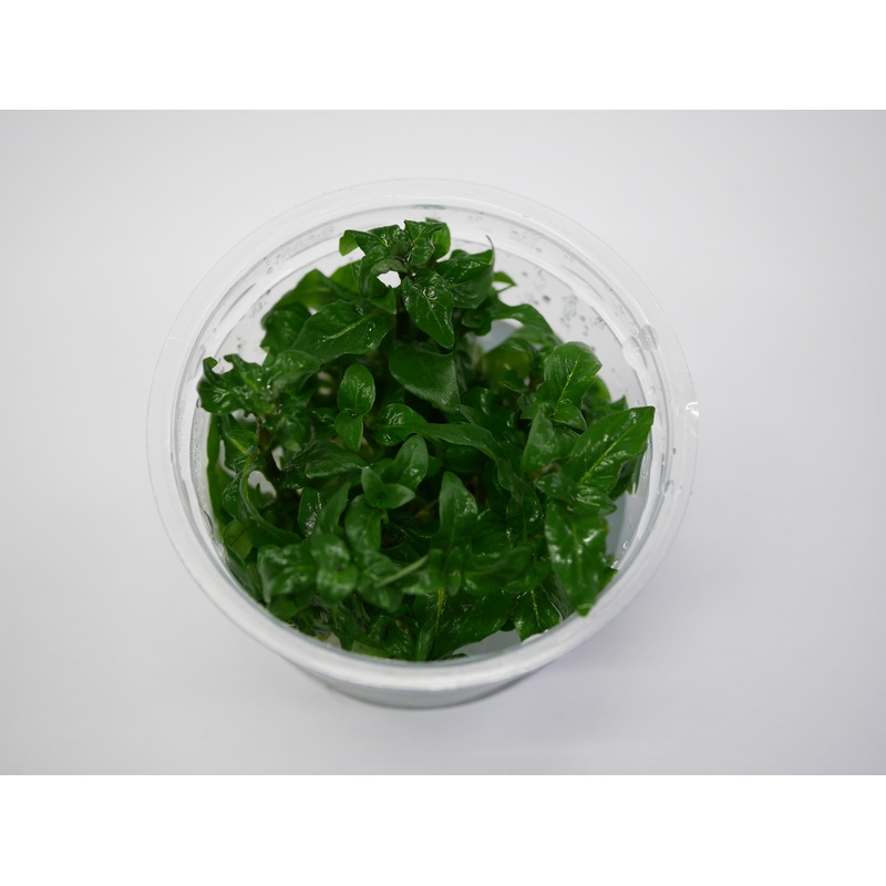 Oriental TC - Staurogyne repens
