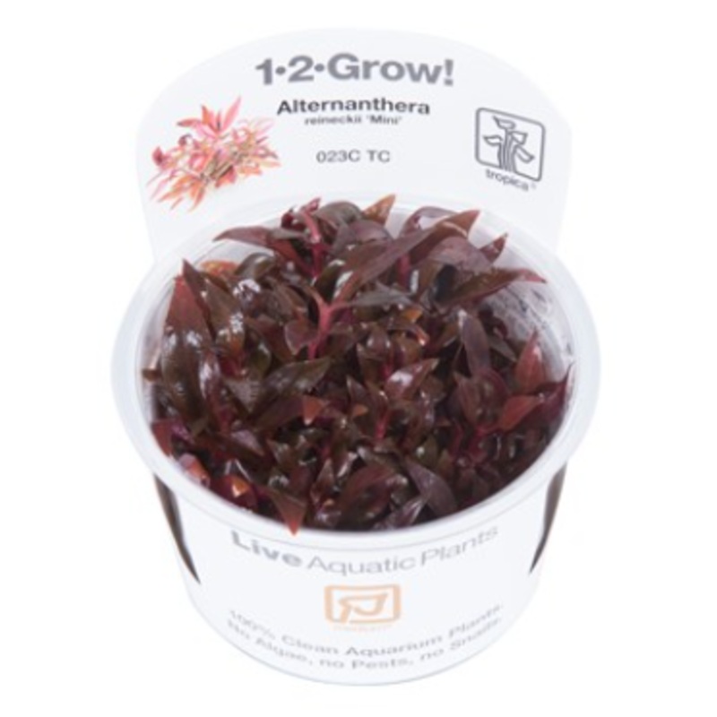 TROPICA 1-2 Grow TC (Alternanthera reineckii 'Mini')