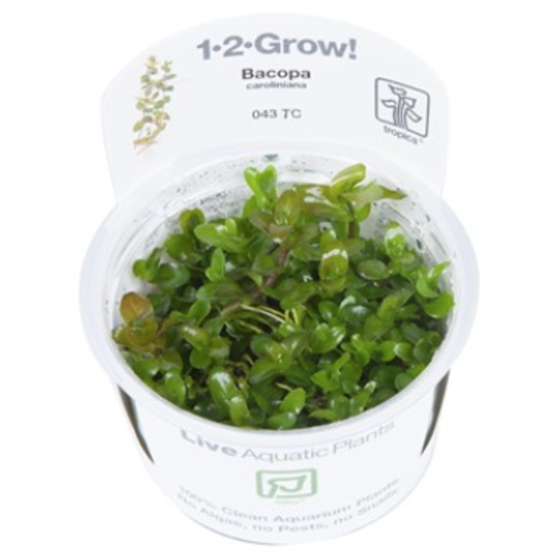 TROPICA 1-2 Grow TC (Bacopa caroliniana)