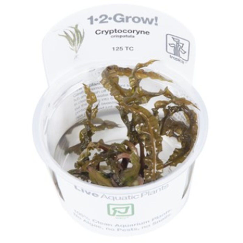 TROPICA 1-2 Grow TC (Cryptocoryne crispatula)