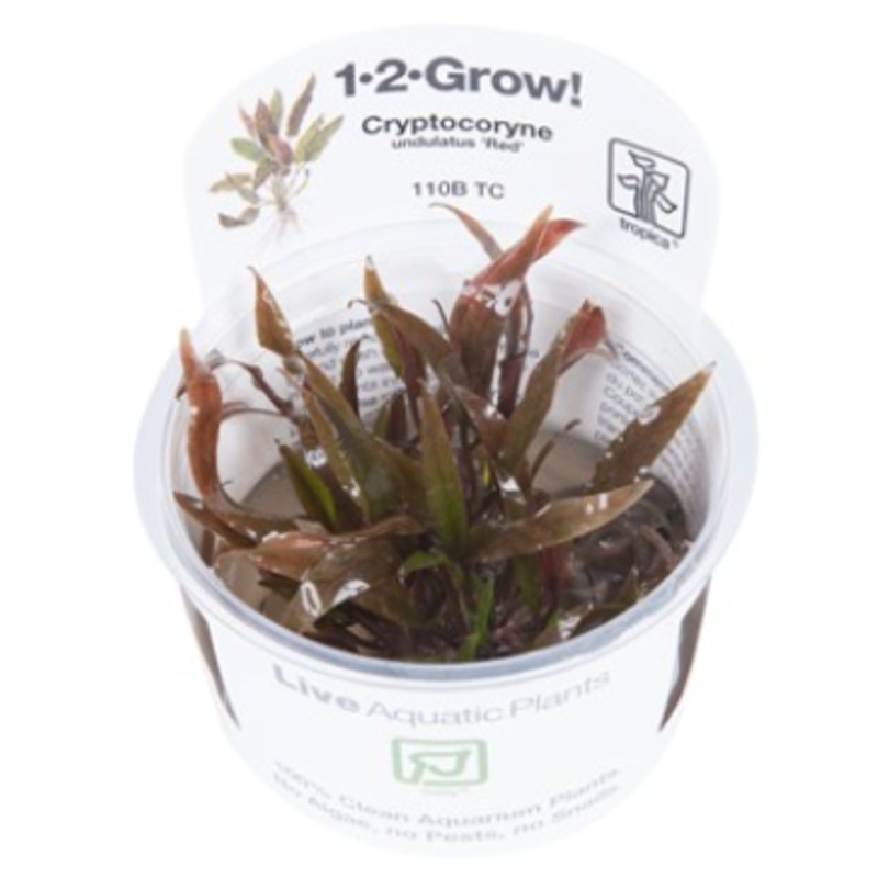 TROPICA 1-2 Grow TC (Cryptocoryne undulatus 'Red')