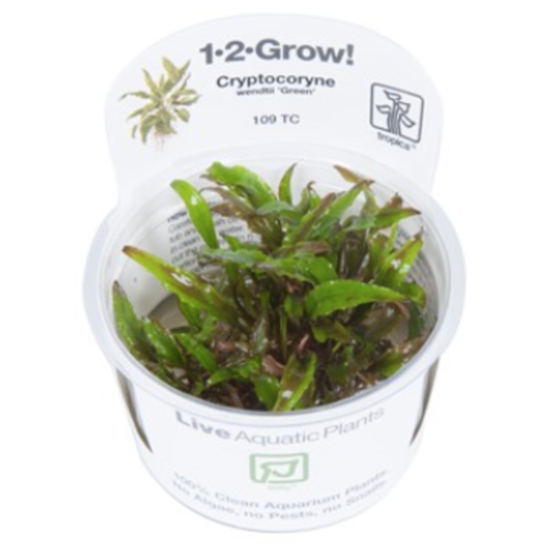 TROPICA 1-2 Grow TC (Cryptocoryne wendtii 'Green')