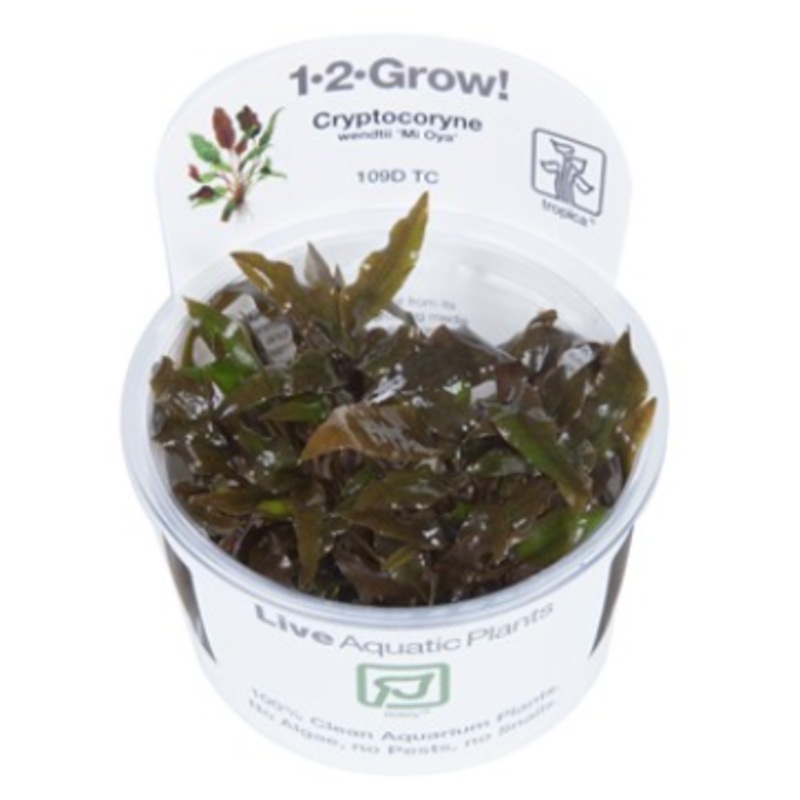 TROPICA 1-2 Grow TC (Cryptocoryne wendtii 'Mi Oya')