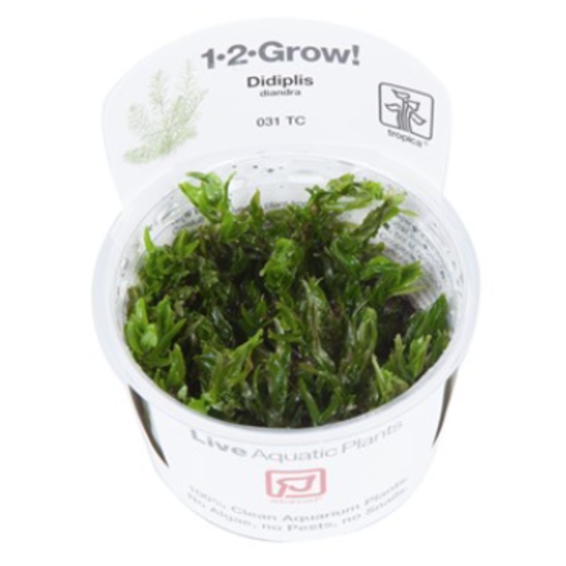 TROPICA 1-2 Grow TC (Didiplis diandra)