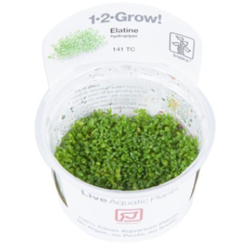 TROPICA 1-2 Grow TC (Elatine hydropiper)