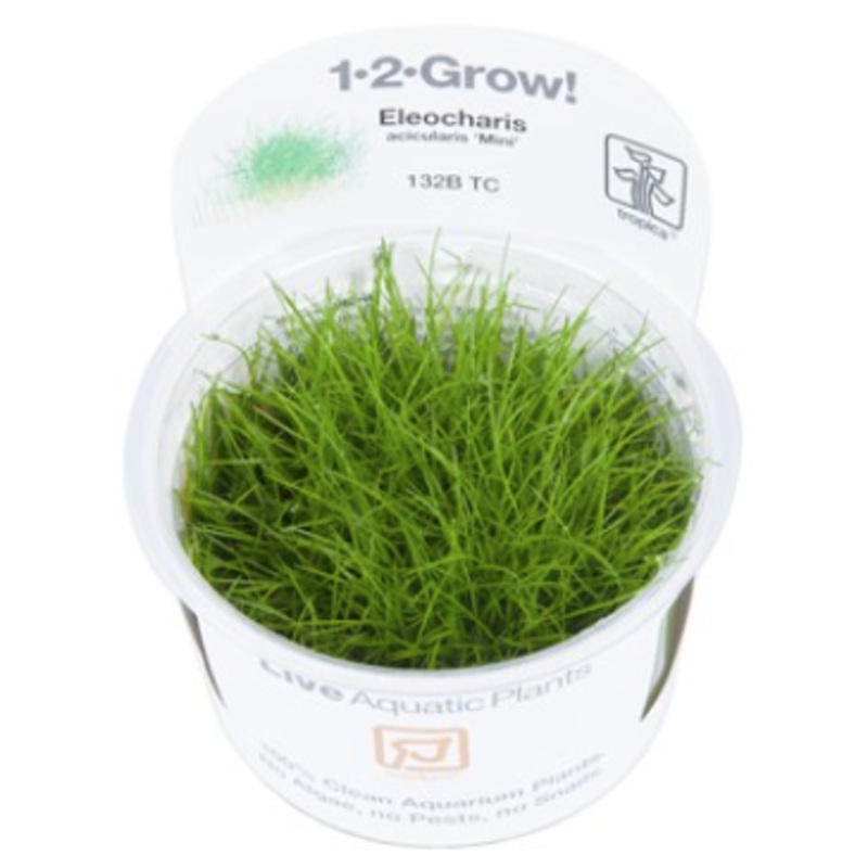 TROPICA 1-2 Grow TC (Eleocharis acicularis 'Mini')