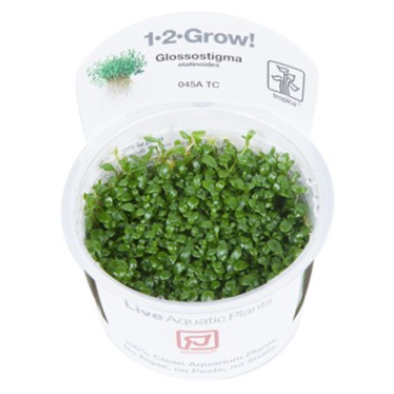 TROPICA 1-2 Grow TC (Glossostigma elatinoides)