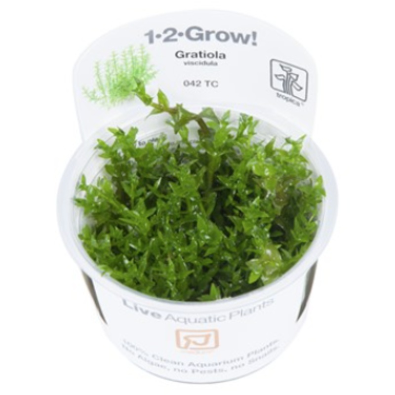 TROPICA 1-2 Grow TC (Gratiola viscidula)