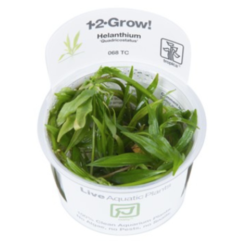 TROPICA 1-2 Grow TC (Helanthium 'Quadricostatus')