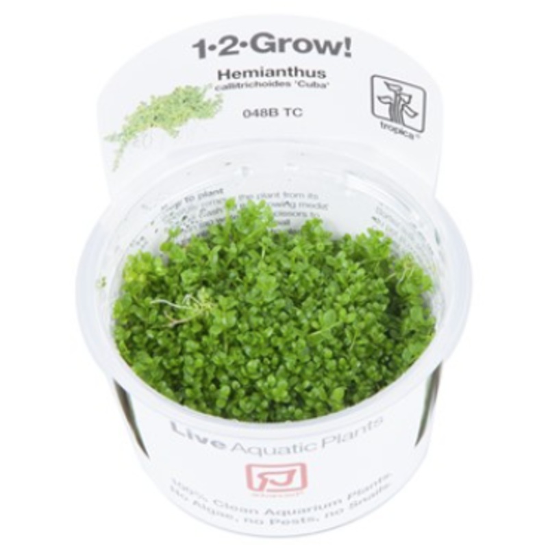 TROPICA 1-2 Grow TC (Hemianthus callitrichoides 'Cuba')