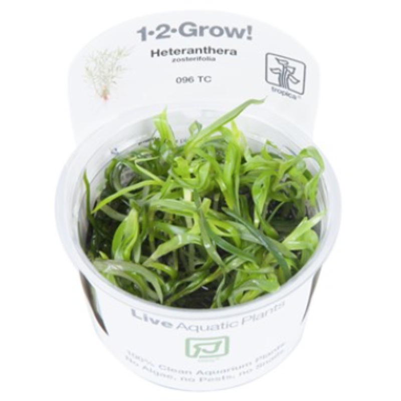TROPICA 1-2 Grow TC (Heteranthera zosterifolia)