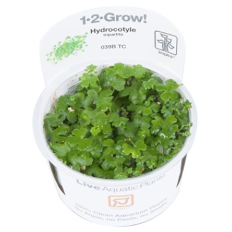 TROPICA 1-2 Grow TC (Hydrocotyle tripartita)