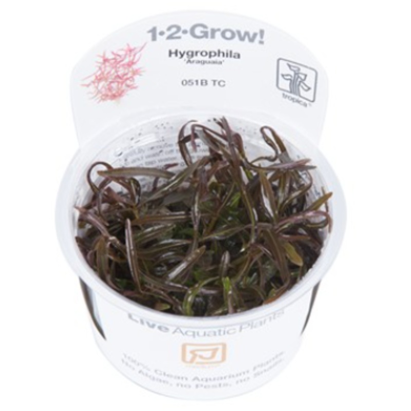 TROPICA 1-2 Grow TC (Hygrophila 'Araguaia')