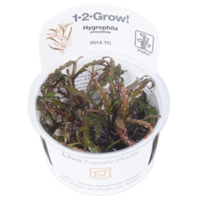 TROPICA 1-2 Grow TC (Hygrophila pinnatifida)
