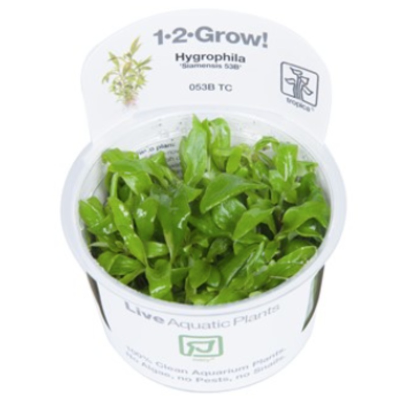 TROPICA 1-2 Grow TC (Hygrophila 'Siamensis 53B')