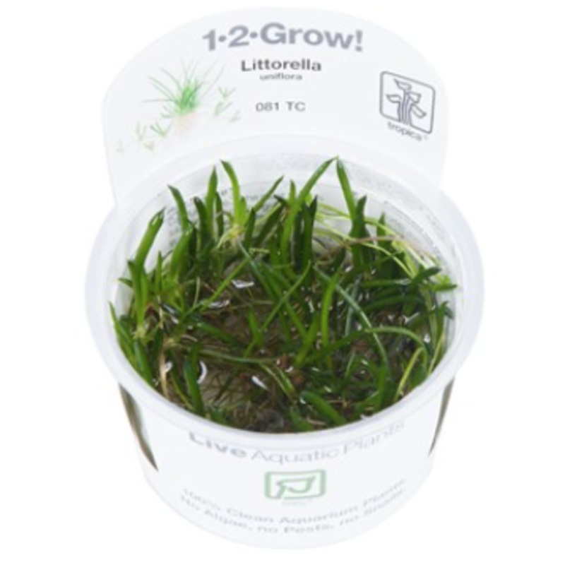 TROPICA 1-2 Grow TC (Littorella uniflora)