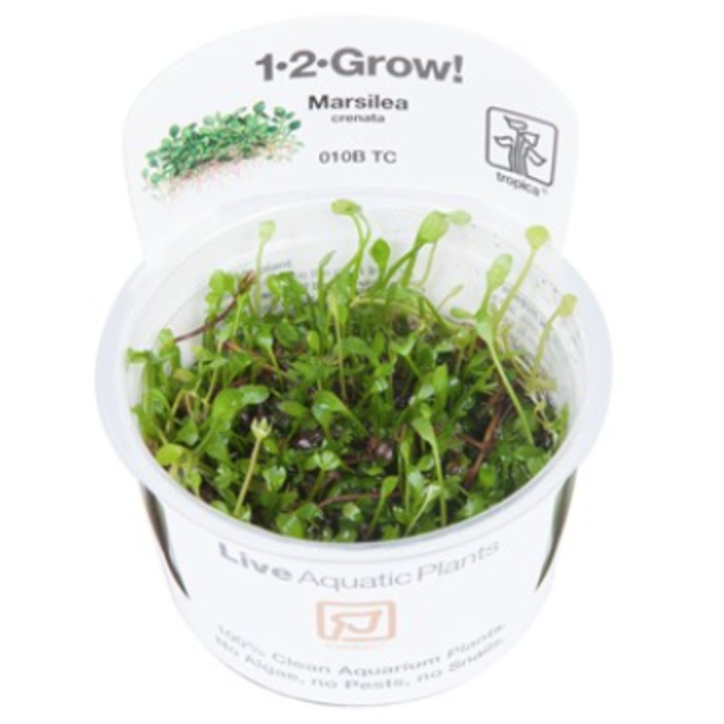 TROPICA 1-2 Grow TC (Marsilea crenata)