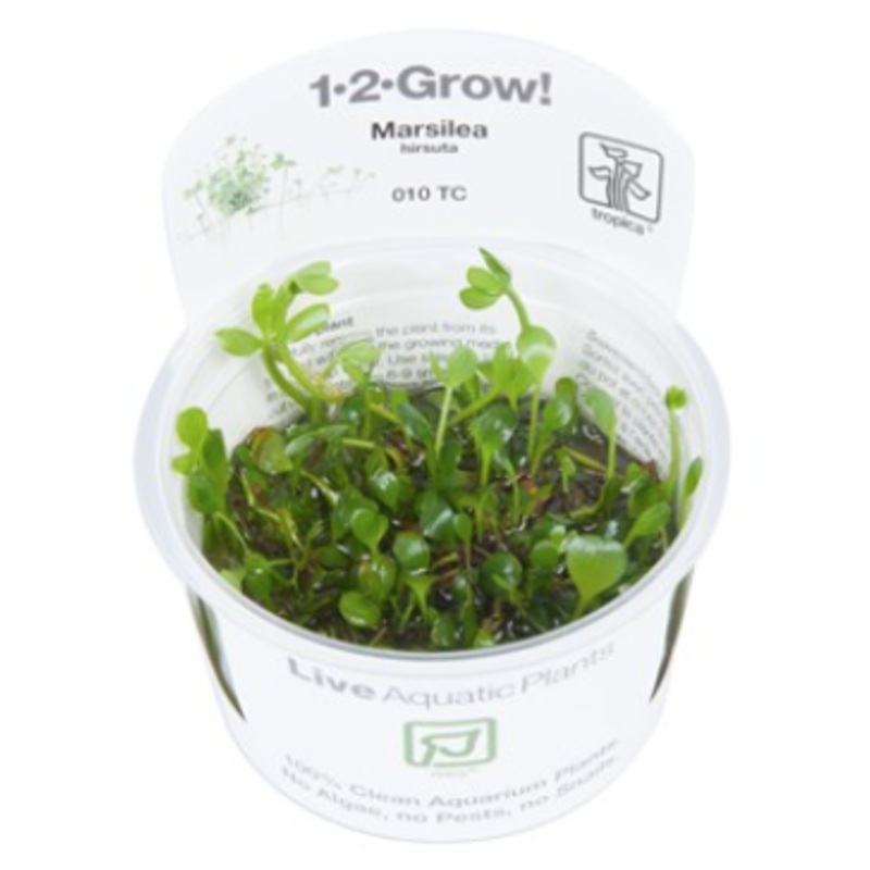 TROPICA 1-2 Grow TC (Marsilea hirsuta)