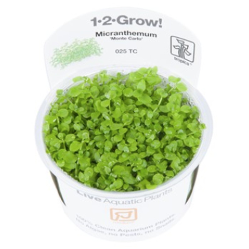 TROPICA 1-2 Grow TC (Micranthemum 'Monte Carlo')