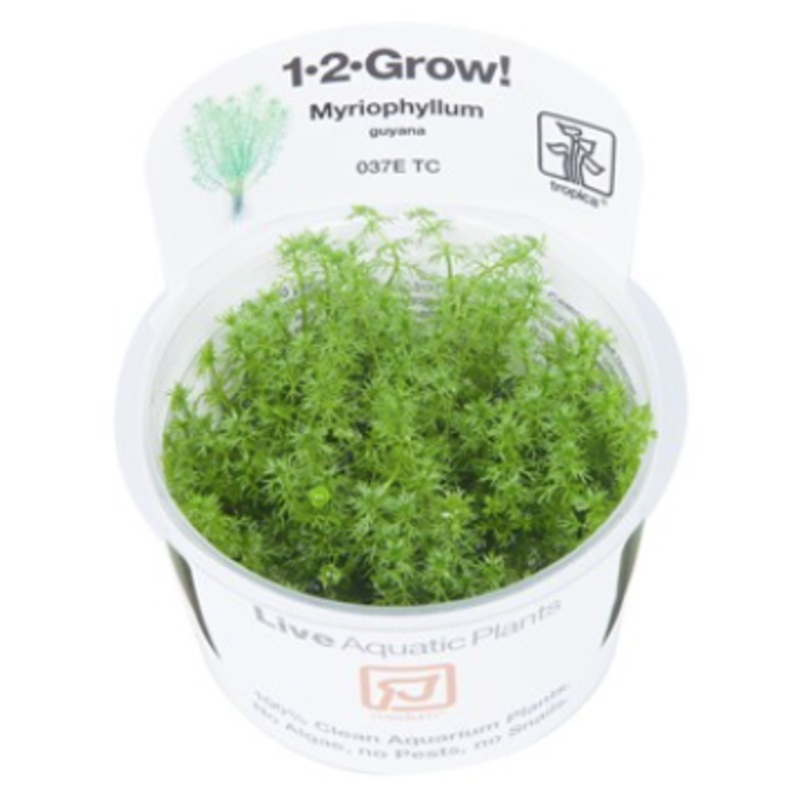TROPICA 1-2 Grow TC (Myriophyllum 'Guyana')