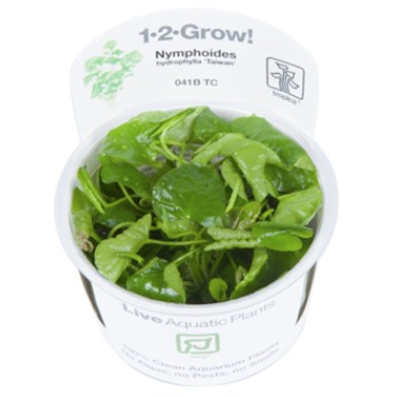 TROPICA 1-2 Grow TC (Nymphoides hydrophylla 'Taiwan')