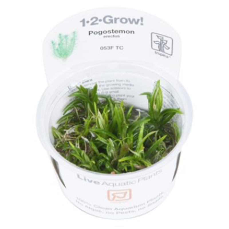 TROPICA 1-2 Grow TC (Pogostemon erectus)