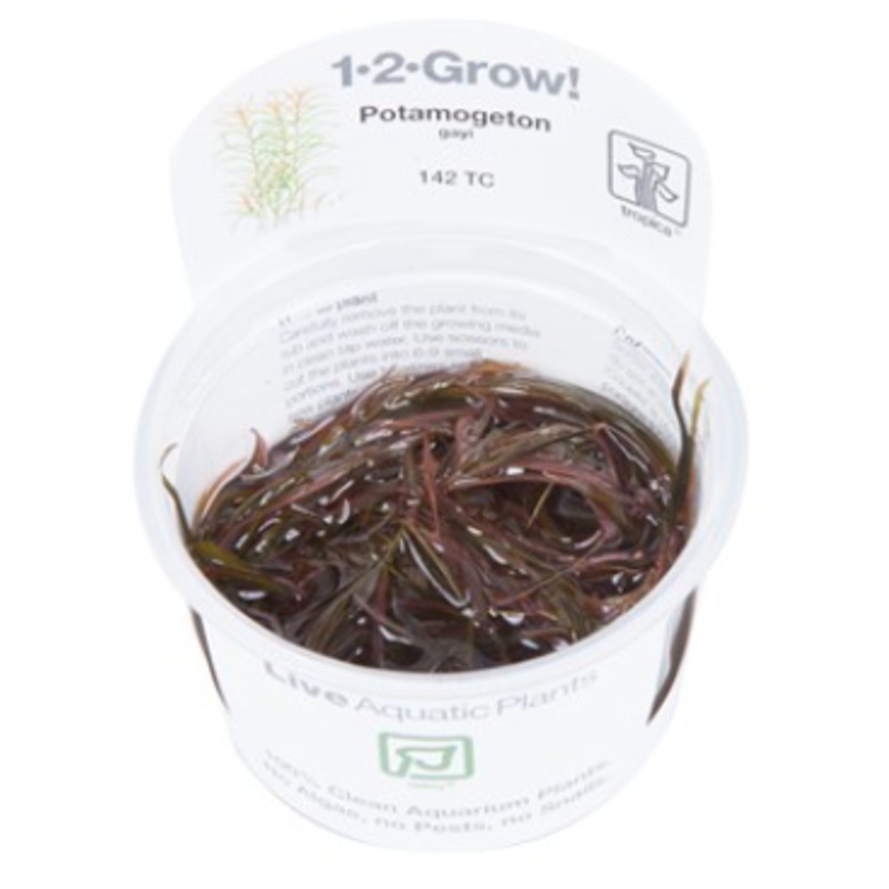 TROPICA 1-2 Grow TC (Potamogeton gayi)