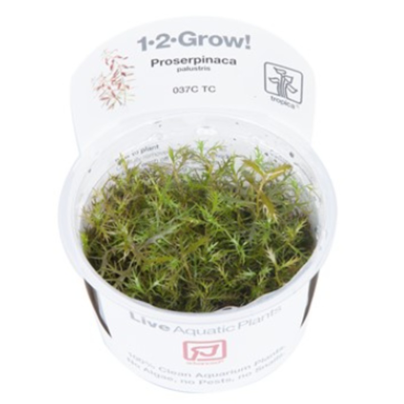 TROPICA 1-2 Grow TC (Proserpinaca palustris 'Cuba')