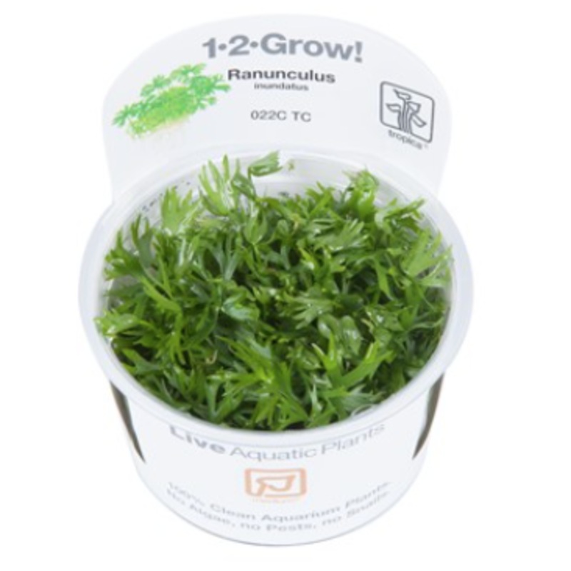 TROPICA 1-2 Grow TC (Ranunculus inundatus)