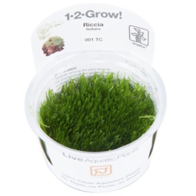 TROPICA 1-2 Grow TC (Riccia fluitans)