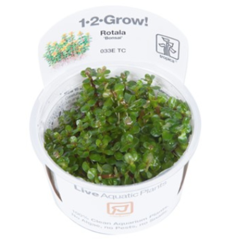 TROPICA 1-2 Grow TC (Rotala 'Bonsai')