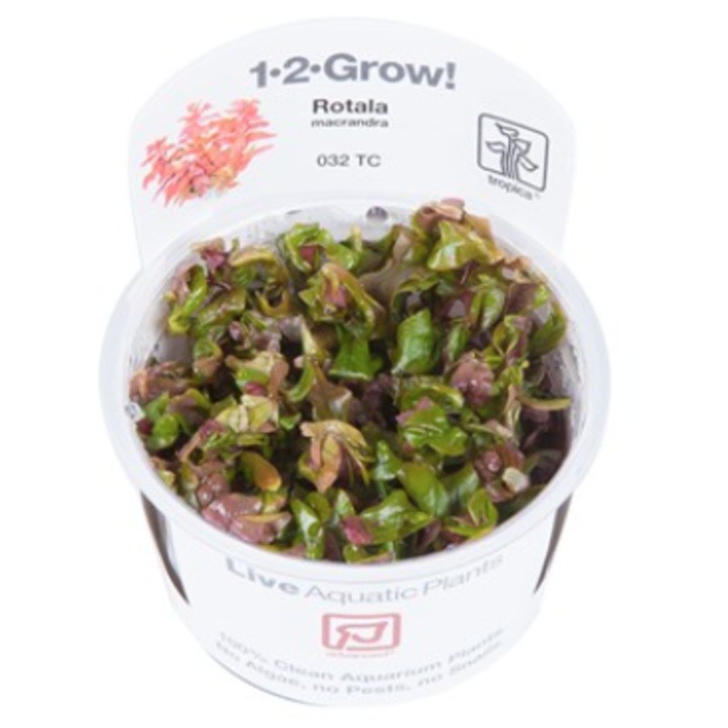 TROPICA 1-2 Grow TC (Rotala macrandra)