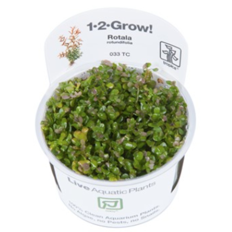 TROPICA 1-2 Grow TC (Rotala rotundifolia)