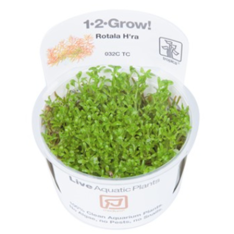 TROPICA 1-2 Grow TC (Rotala 'Vietnam H'ra')