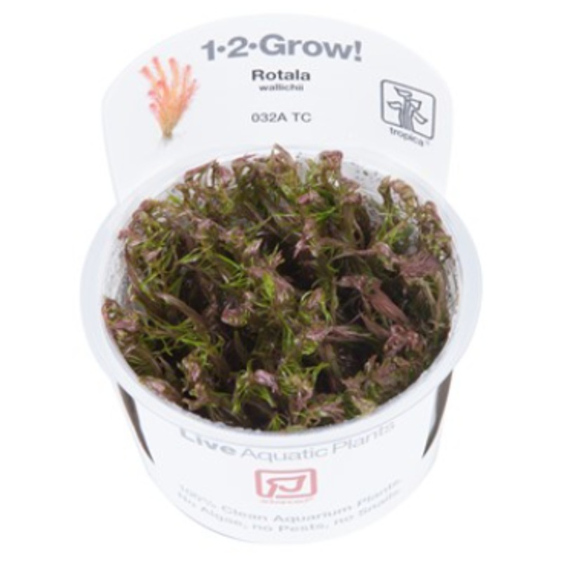 TROPICA 1-2 Grow TC (Rotala wallichii)