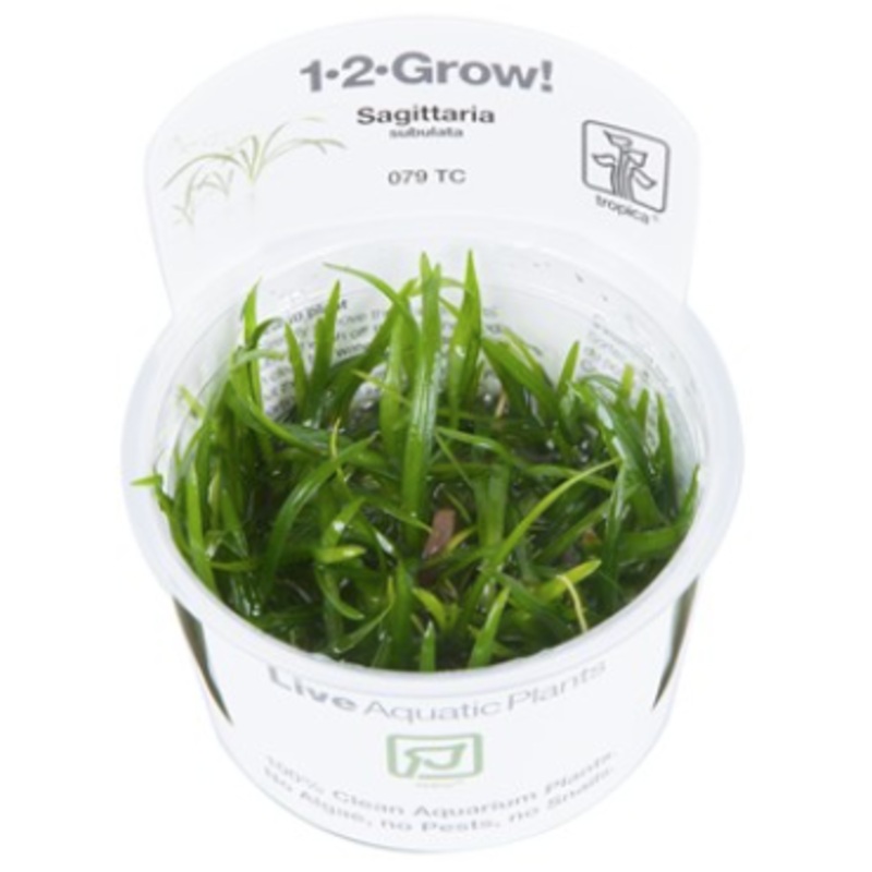 TROPICA 1-2 Grow TC (Sagittaria subulata)
