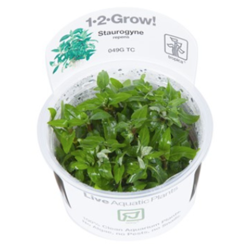 TROPICA 1-2 Grow TC (Staurogyne repens)