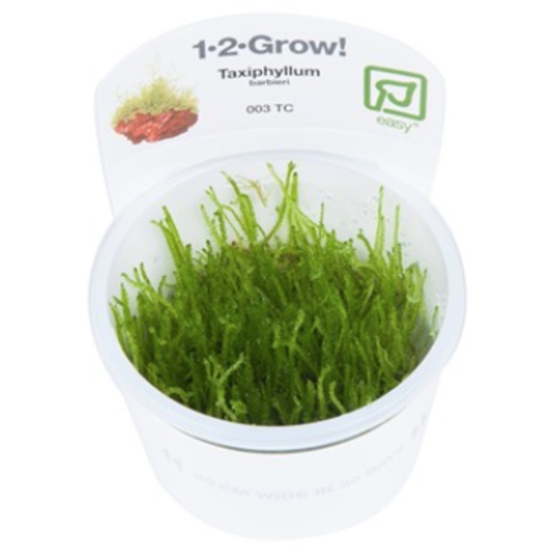 TROPICA 1-2 Grow TC (Taxiphyllum barbieri)