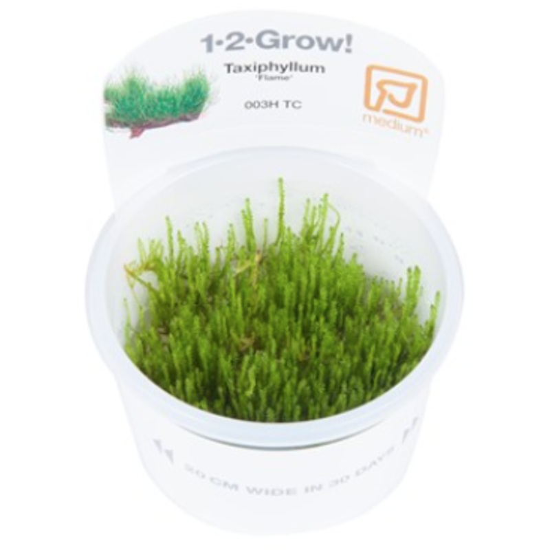 TROPICA 1-2 Grow TC (Taxiphyllum 'Flame')
