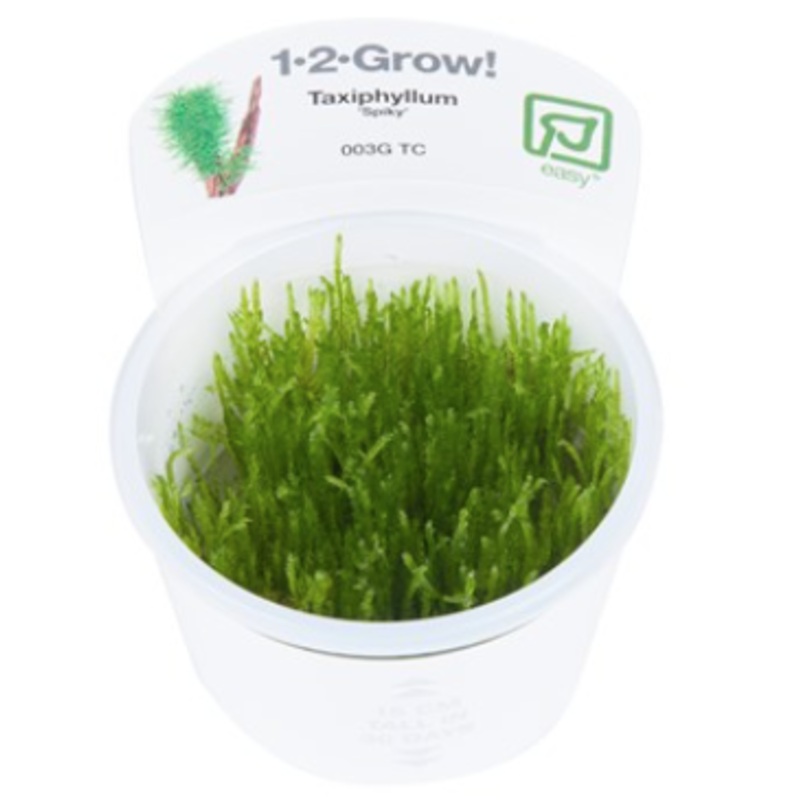 TROPICA 1-2 Grow TC (Taxiphyllum 'Spiky')