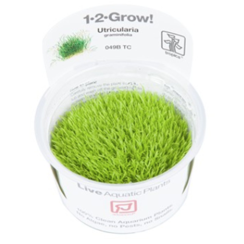 TROPICA 1-2 Grow TC (Utricularia graminifolia)