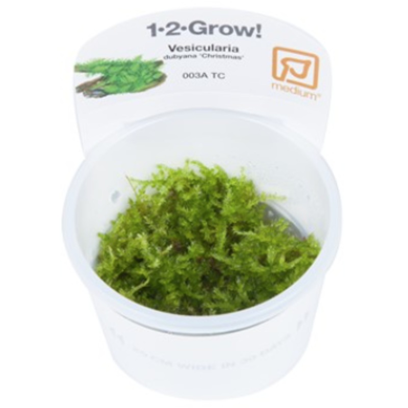 TROPICA 1-2 Grow TC (Vesicularia dubyana 'Christmas')