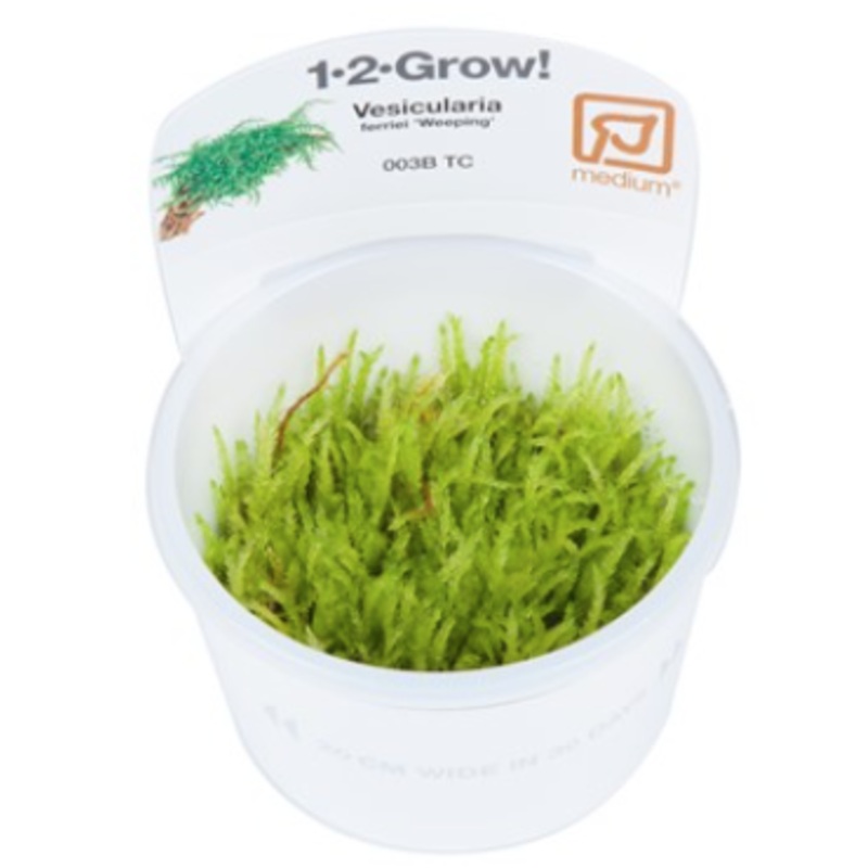 TROPICA 1-2 Grow TC (Vesicularia ferriei 'Weeping')