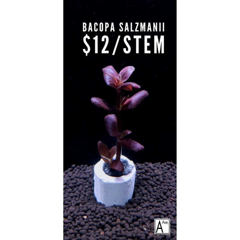 Bacopa Salzmannii Purple