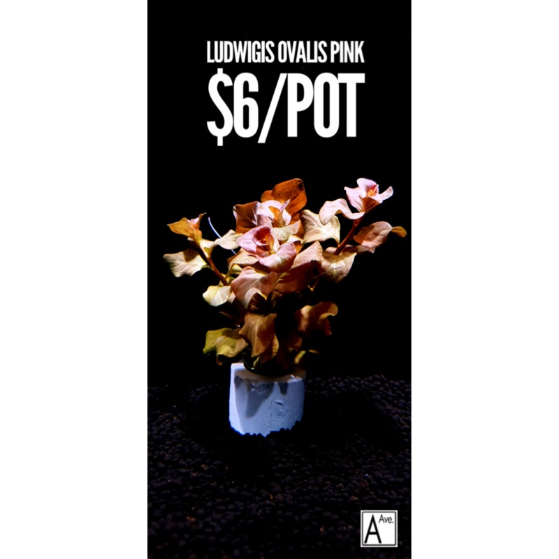 Ludwigia Ovalis Pink