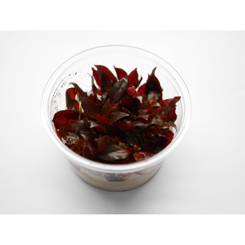 Oriental TC - Alternanthera Rosernavig
